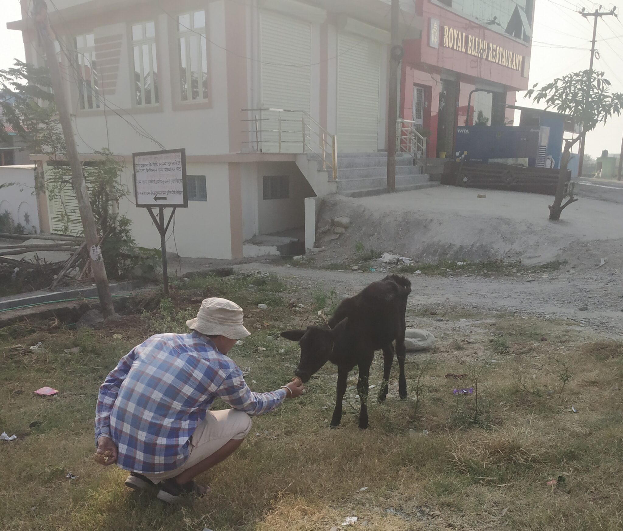 Feeding jaggery to the stray cows
